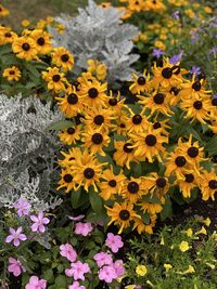 Close-up of yellow flowering plant in park