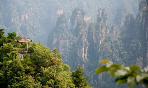 Trees against mountains in forest