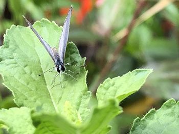 Close-up of butterfly on leaf