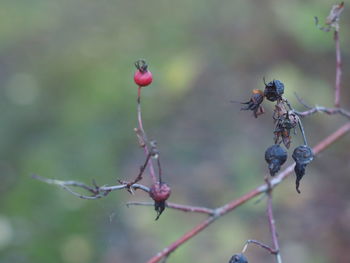 Close-up of berries on plant