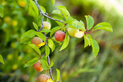 Close-up of berries growing on tree