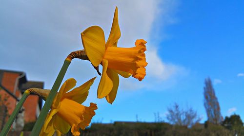 Close-up of yellow flowers against blue sky