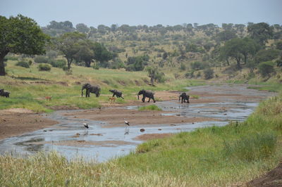 Elephants on field in forest