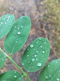 Close-up of water drops on leaves