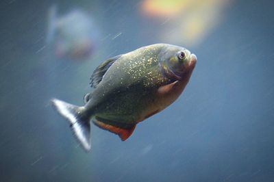 Close-up of fish swimming in water