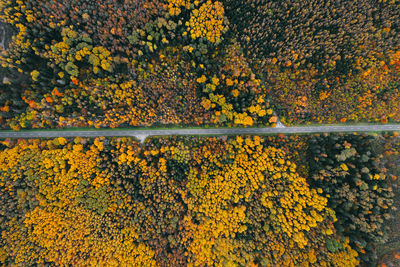 Aerial view of road amidst forest