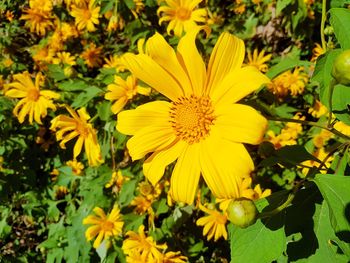 Close-up of yellow flowering plants on field