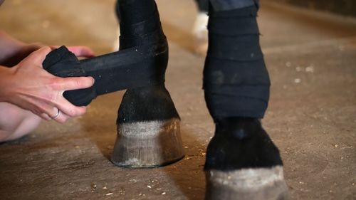 Young lady bandaging horse's leg. closeup of a black bandages on a purebred black horse's leg.