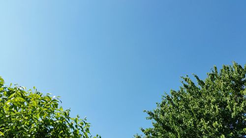 Low angle view of trees against blue sky