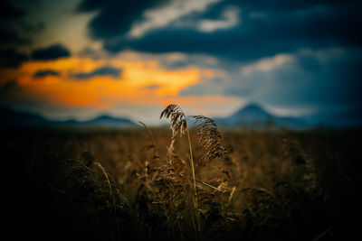 Plants against sky during sunset