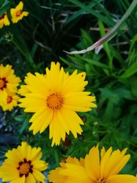 Close-up of yellow flowers blooming on field