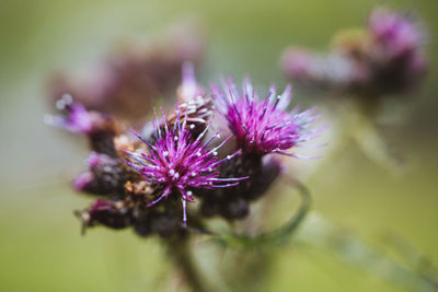 Close-up of purple thistle flower