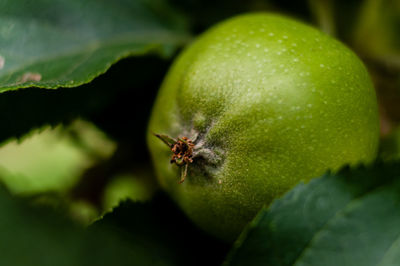 Close-up of apple on plant