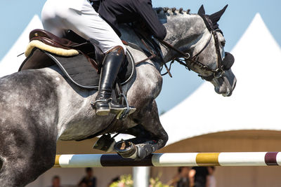 Horse jumping, equestrian sports themed photo.