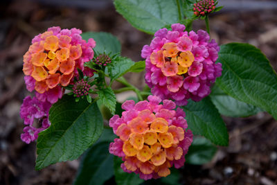 Close-up of pink flowering plants