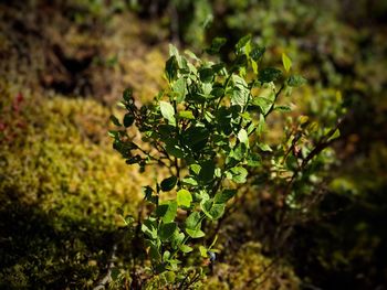 Close-up of fresh green plant