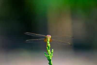 Close-up of dragonfly on plant