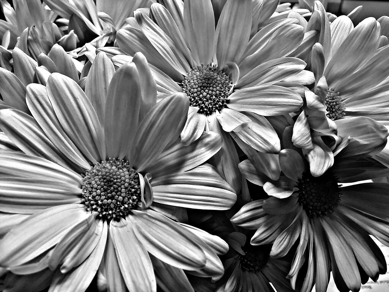 flower, petal, freshness, flower head, fragility, pollen, beauty in nature, growth, close-up, blooming, nature, full frame, backgrounds, plant, in bloom, no people, daisy, high angle view, stamen, day