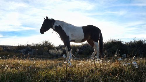 Horse on field against sky