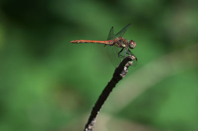 Close-up of insect on leaf