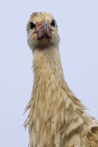 Low angle view of a bird against clear sky