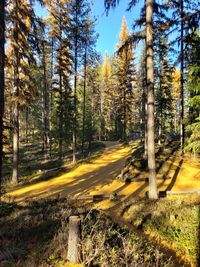 Scenic view of forest