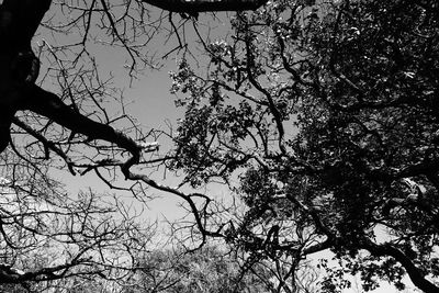 Low angle view of bare tree against sky