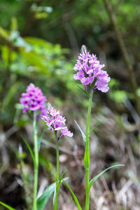 Close-up of pink flowers blooming outdoors