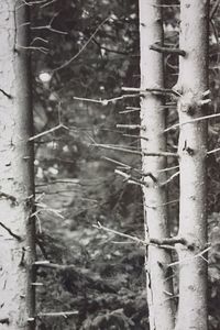 Close-up of tree trunk in forest