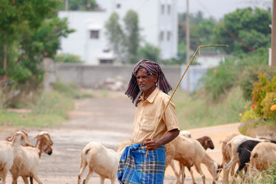 Indian shepherd farmer standing with stick in hand with a herd of goats for grazing