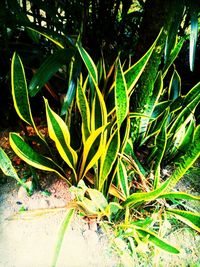 growth