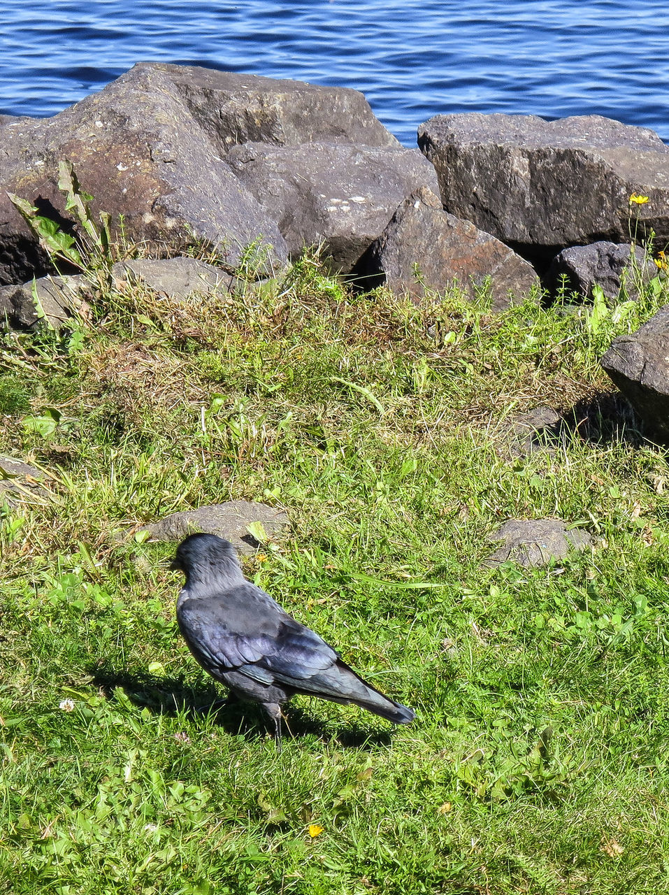 animal themes, grass, animals in the wild, one animal, wildlife, water, bird, nature, high angle view, field, grassy, full length, rock - object, green color, day, outdoors, no people, beauty in nature, tranquility, sunlight