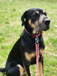 Close-up of dog looking away while sitting on field