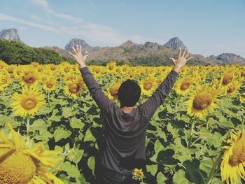 Rear view of man with arms raised standing amidst sunflowers