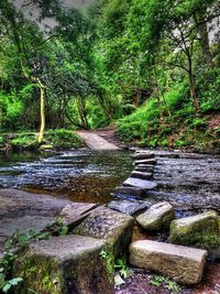 Scenic view of river flowing through forest