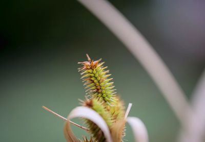 Close-up of plant against blurred background