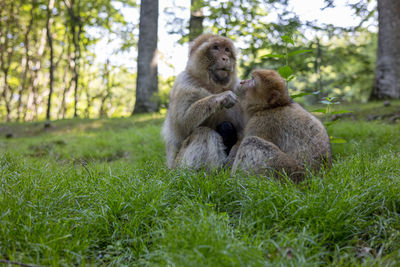 Monkey sitting in a field