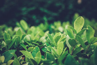 Close-up of fresh green leaves