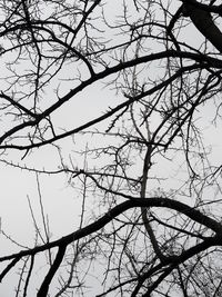 Low angle view of silhouette bare tree against sky