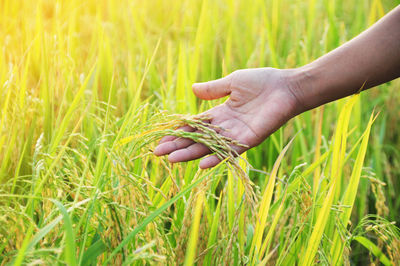 Cropped hand touching wheat plant on farm