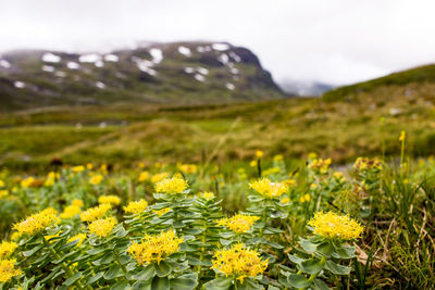 Yellow flowering plants on field against sky