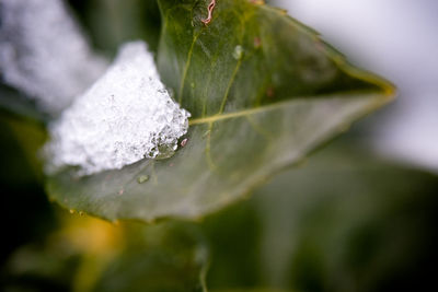 Close-up of raindrops on leaves during winter