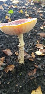 Close-up of mushroom growing on field