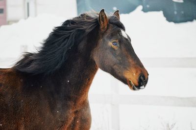 Close-up of horse in winter