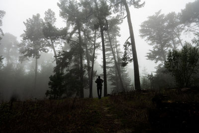 Silhouette of figure between forest of trees on foggy california trail