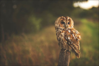 Close-up of owl perching on wooden post