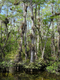 Trees and plants in forest