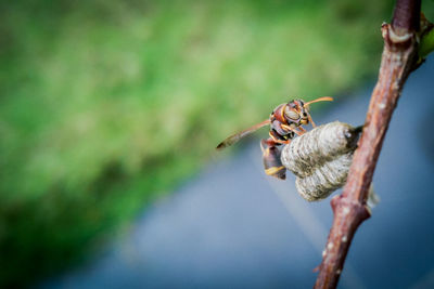 Close-up of wasp making the nest