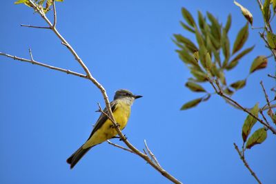 Low angle view of bird perching on branch against sky