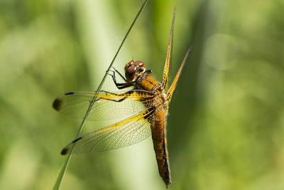 Close-up of dragonfly on plant